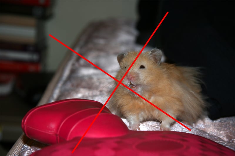 Hamster Auslauf im Wohnzimmer