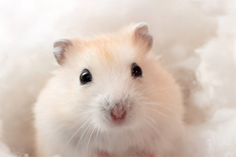 Hamster Schnurrhaare