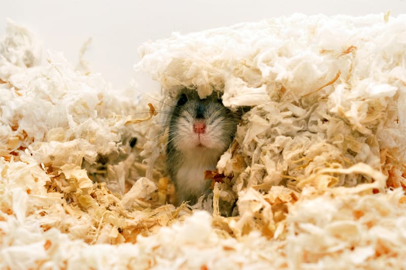 Hamster Versteck Einstreu