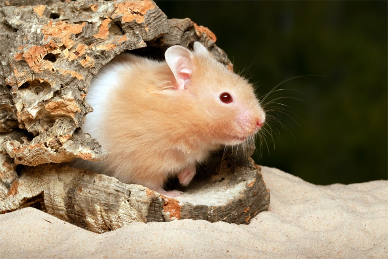 Hamster Versteck Korkröhre