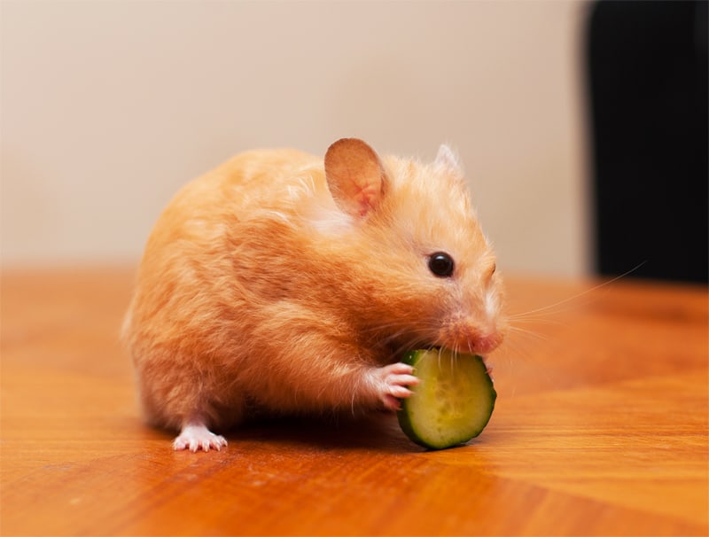 golosinas saludables para hamsters