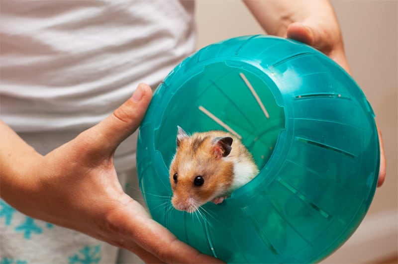 Hamsterkugel gut oder schlecht