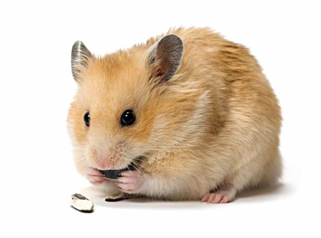 Goldhamster Männchen